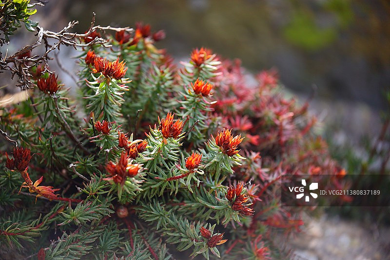 Rhodiola小丛红景天图片素材