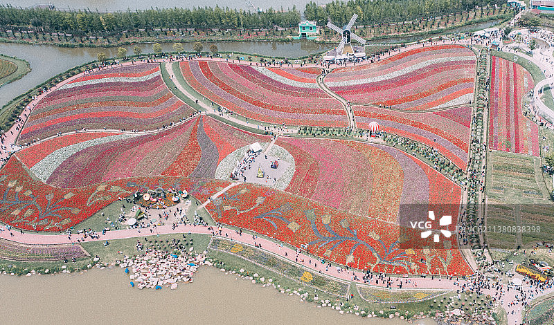 荷兰花海图片素材