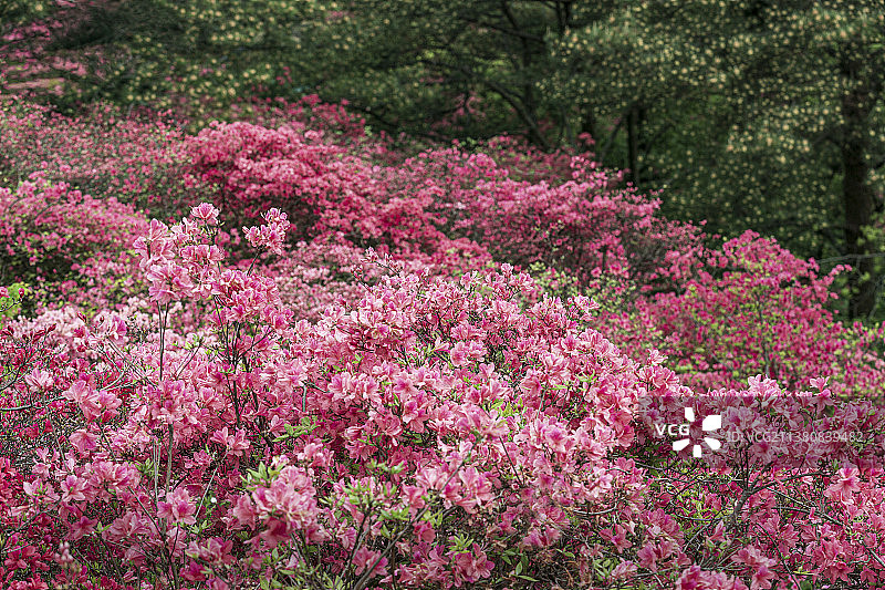 杜鹃花群落特写图片素材
