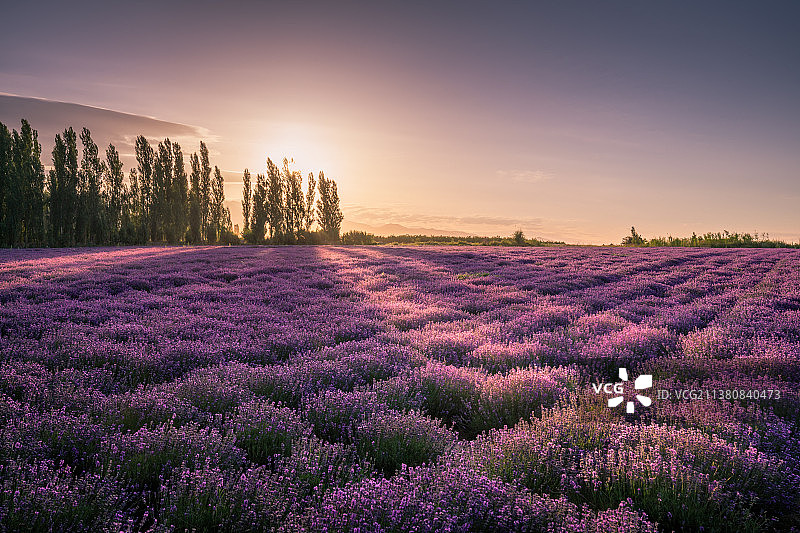 新疆伊犁薰衣草风光图片素材