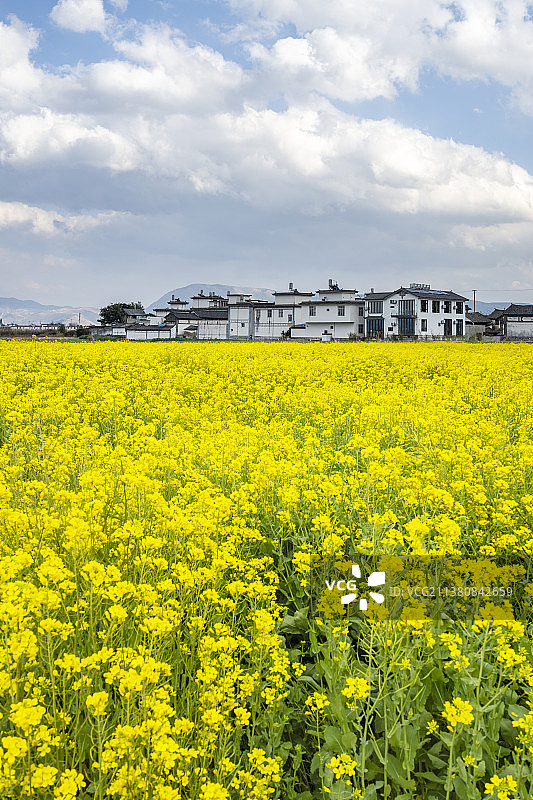 大理油菜花田图片素材