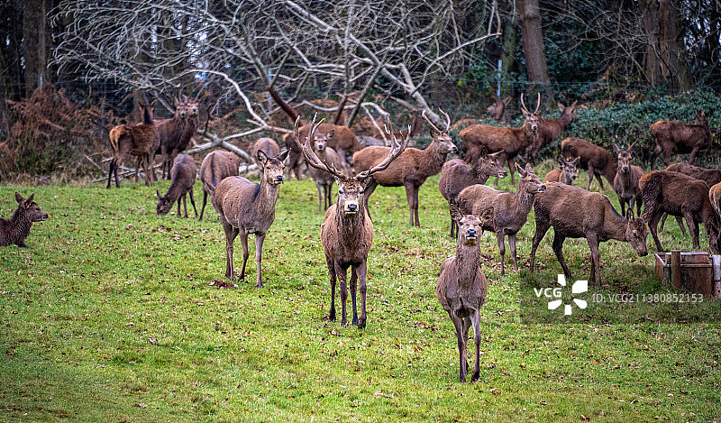 英国红鹿图片素材