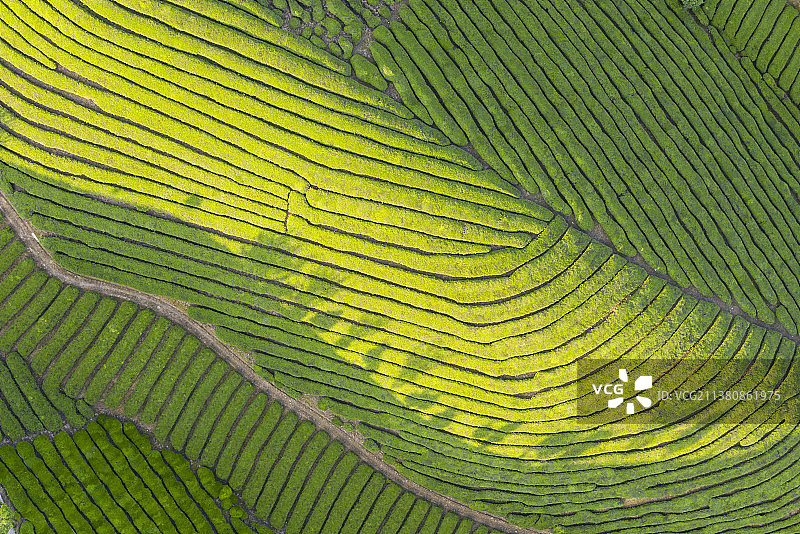 最美茶园木耳山图片素材