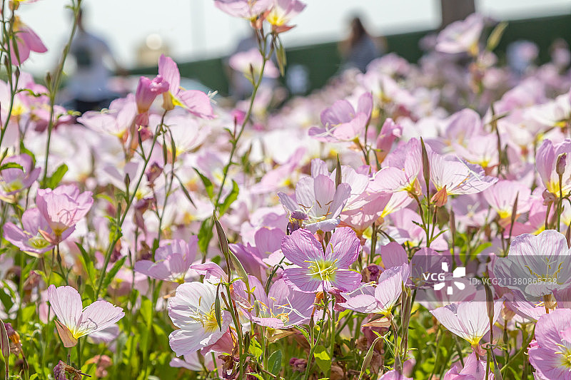 公园里的月见草花海、月见草特写图片素材