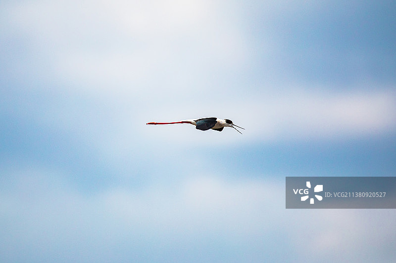 夏天的鸟类图片素材