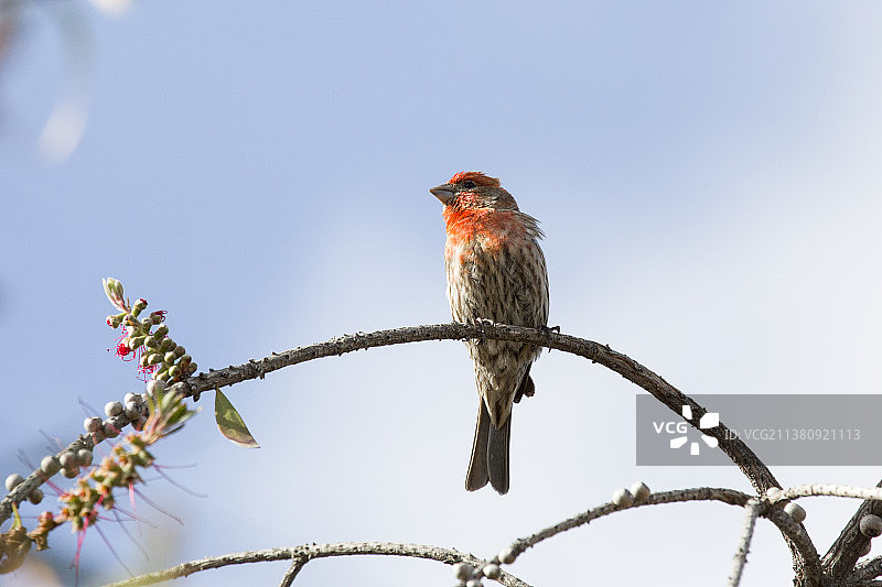 家朱雀图片素材