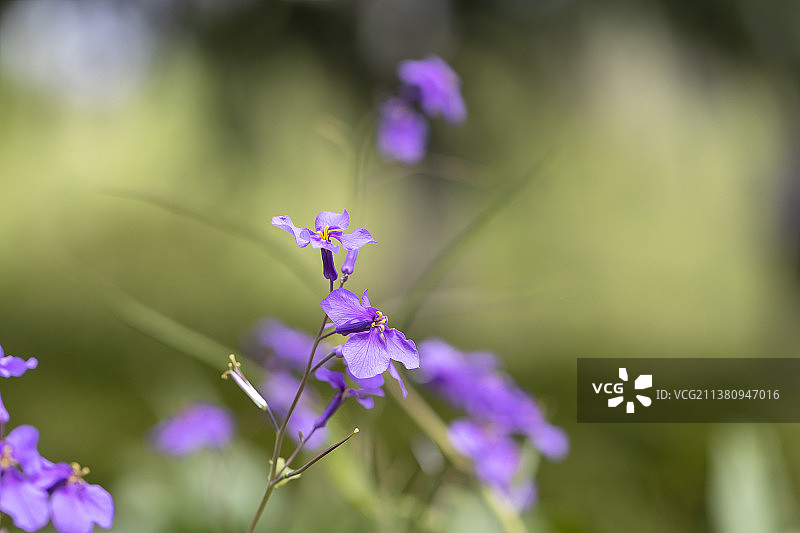 二月兰开花把春报图片素材