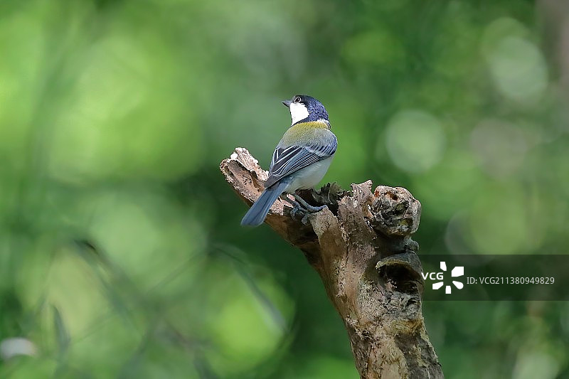 杭州吴山上的大山雀图片素材
