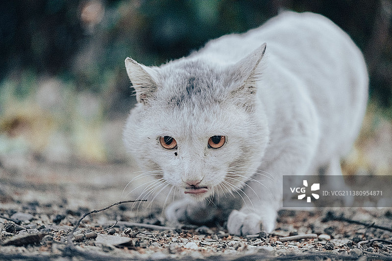 流浪小白猫图片素材