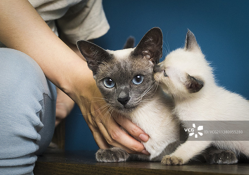 找妈妈图片素材