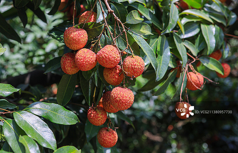 岭南荔枝图片素材