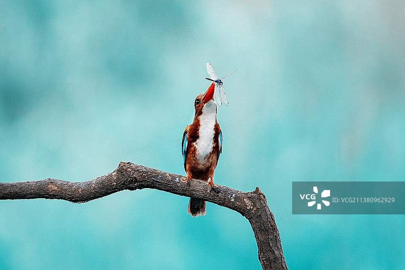 白胸翡翠捉蜻蜓图片素材