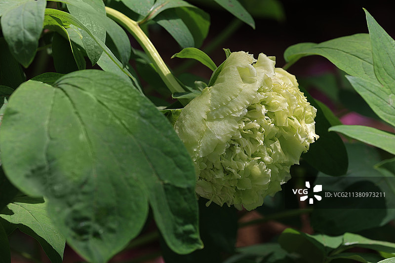 包菜一样的牡丹图片素材