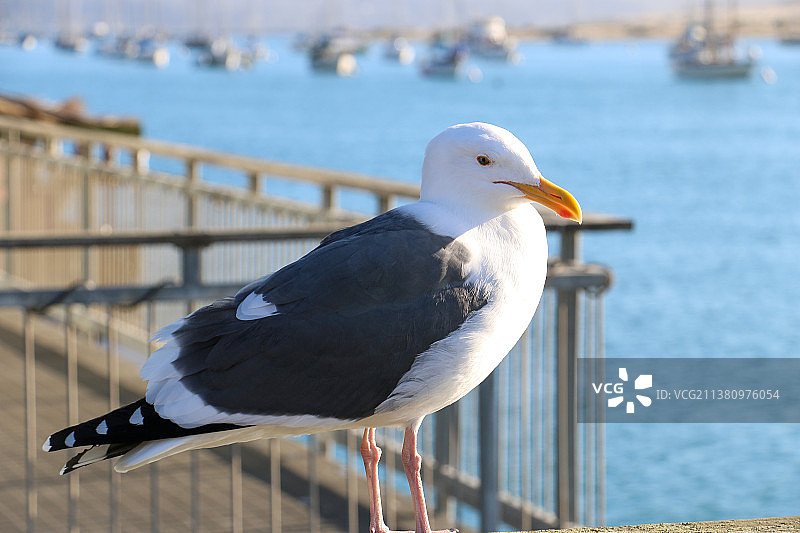海鸥图片素材