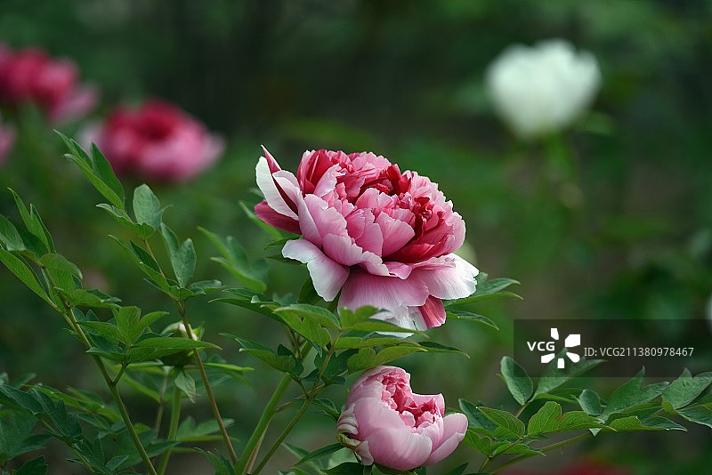 牡丹初绽图片素材