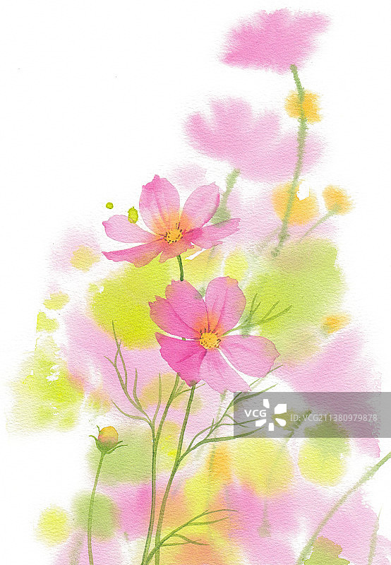 水彩格桑花手绘插画图片素材