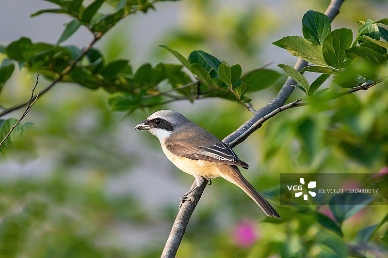 林中有只伯劳鸟图片素材