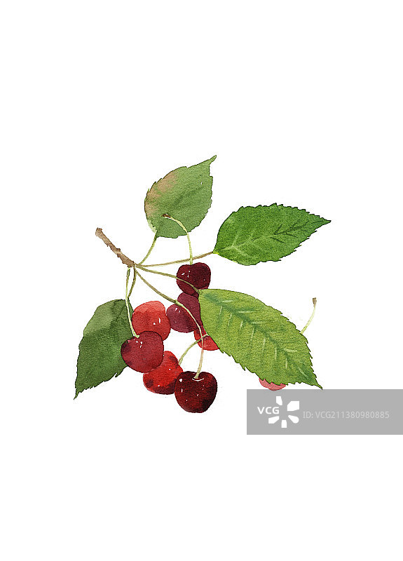 水彩手绘樱桃插画写实清新图片素材