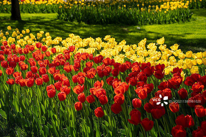 北京中山公园郁金香图片素材