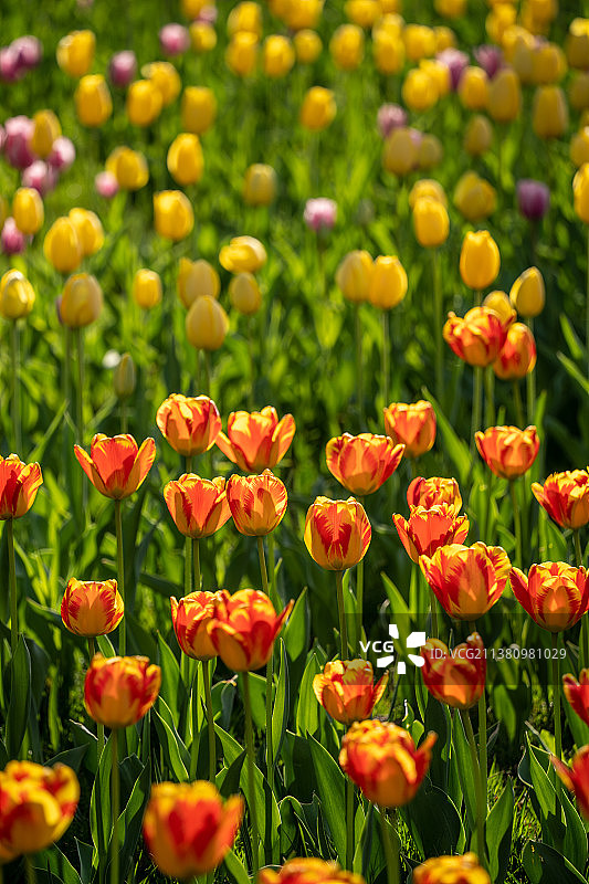 北京中山公园郁金香图片素材