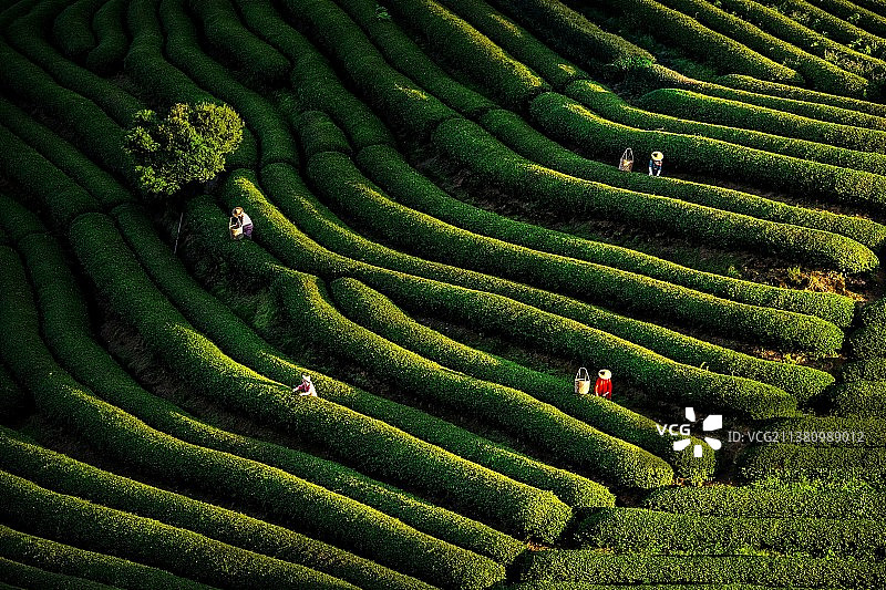 武夷山茶园图片素材