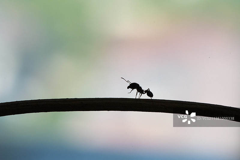 我行我素图片素材