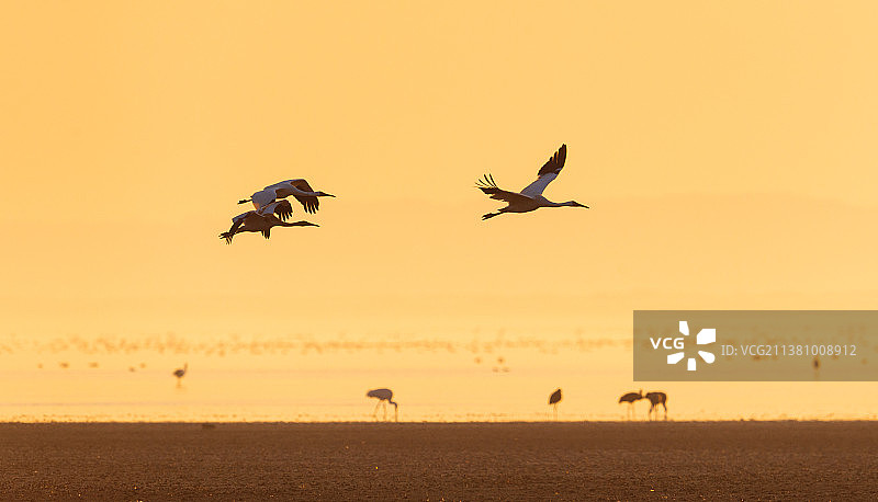 江西鄱阳湖候鸟晨曦白鹤图片素材