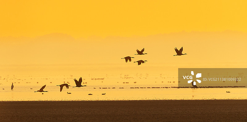 江西鄱阳湖候鸟晨曦天鹅图片素材