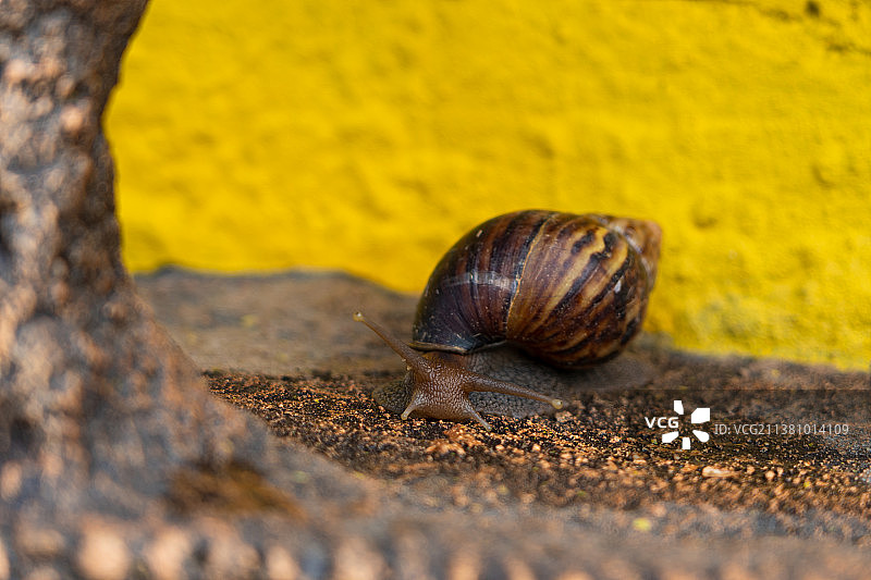 小蜗牛的可爱歪头杀图片素材