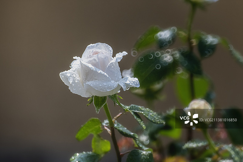 春天盛开的月季花图片素材