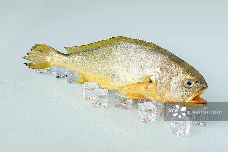 台州海鲜特产优质美味的小黄鱼特写图片素材