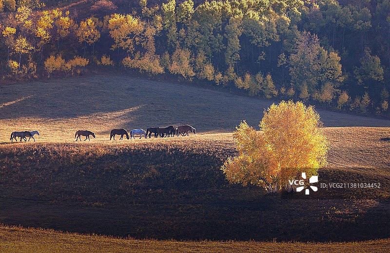 《金秋·印象》乌兰布统的金秋，绚丽多彩，赏秋圣地。图片素材