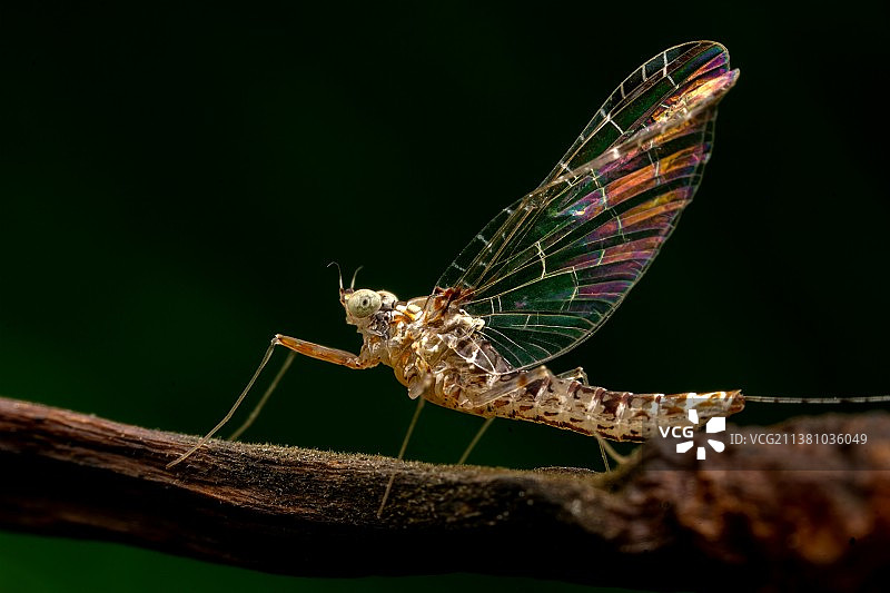 蜉蝣彩翼图片素材