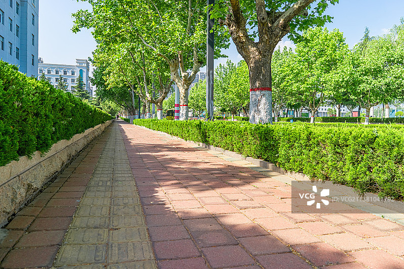 中国城市道路人行步道拍摄主题，马路旁边延伸的砖地散步道和两侧绿色的法国梧桐树，户外白昼无人图像摄影图片素材