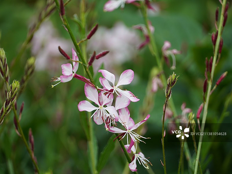 山桃草图片素材