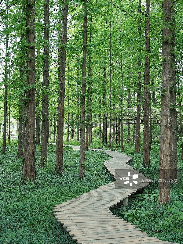 水杉林图片素材