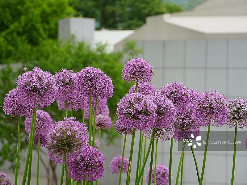 大花葱图片素材