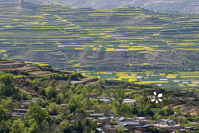 五月油菜花图片素材