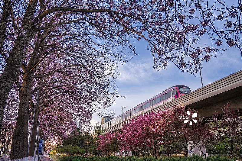 北京亦庄泡桐花开图片素材