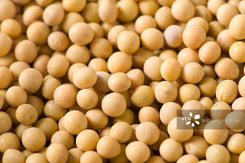 黄豆大豆特写图片素材