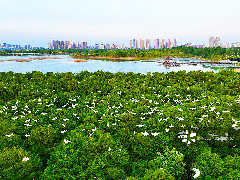 江苏连云港东海：鹭鸟林中栖  和谐生态美图片素材
