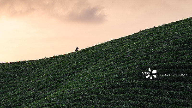 茶山上一个采茶的人特写图片素材