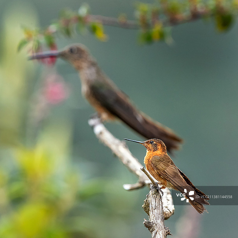 同框(中等身材铜星额蜂鸟与世界上最大的巨蜂鸟)图片素材
