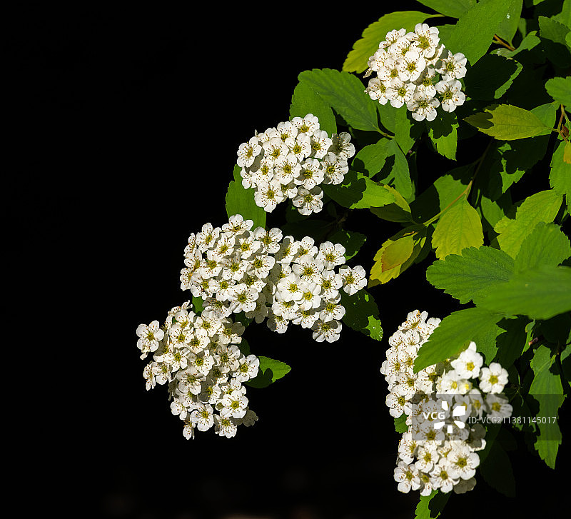 绣线菊图片素材