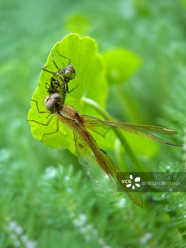 刚从水虿羽化成蜻蜓图片素材