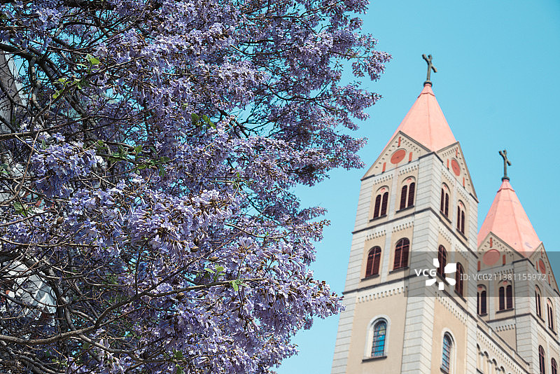 青岛春日，泡桐花下的教堂图片素材
