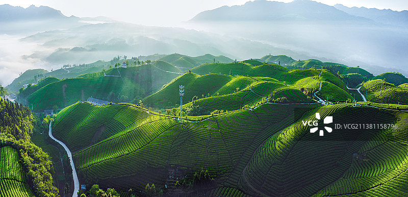湖北鹤峰：最美茶园成百姓致富产业图片素材