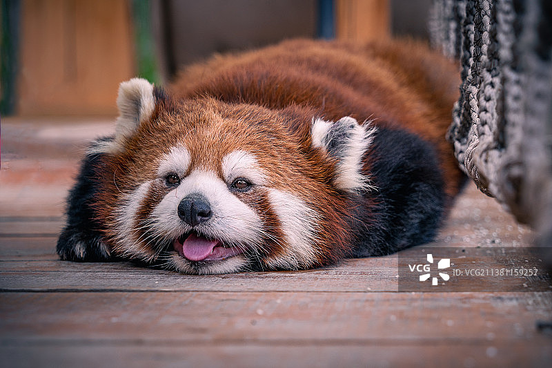 趴在地板上的小熊猫图片素材