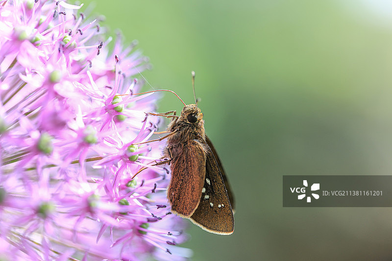 蝴蝶在紫花上授粉的特写镜头图片素材
