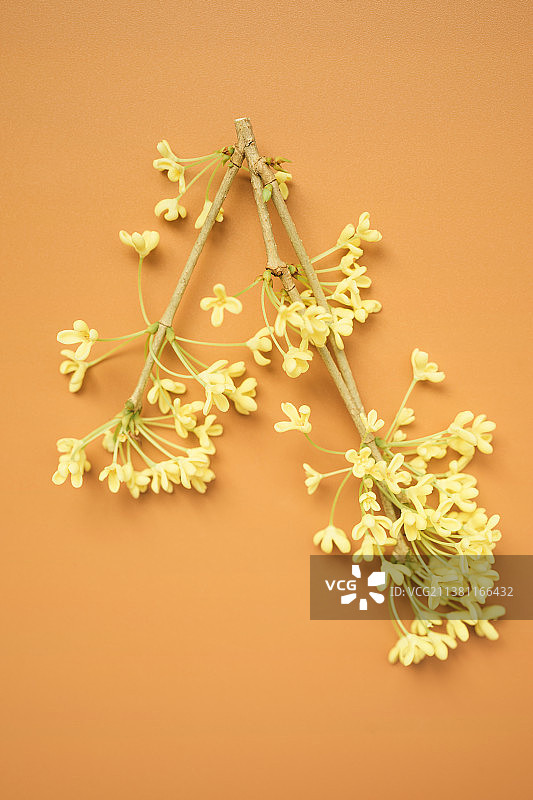 橙色背景上的新鲜桂花图片素材